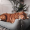 District 70 Classic Box Bed - Hondenmand - Duurzaam polyester - Urban Taupe - Large 100 x 70 cm