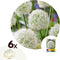 Plant in a Box - Allium Mount Everest - Bloembollen x6 - Allium - Wit - Groot en bolvormig