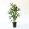 Kentia Palm ↨ 90cm - hoge kwaliteit planten