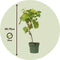 Plant in a Box - Vitis vinifera ‘Vanessa XL' - Druivenplant - ⌀21cm - Hoogte 60-75cm
