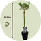 Plant in a Box - Salix Helvetica - Zwitserse dwergwilg op stam - set van 2 - Boompjes - Potmaat 19 cm - Hoogte 80-90 cm - Frisgroen