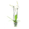 Phalaenopsis Springtime ↨ 60cm - 2 stuks - hoge kwaliteit planten