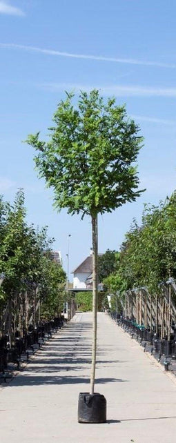 Bol acacia 220 cm stamhoogte | Robinia ps. 'Umbraculifera' 14-18 cm 220 cm| Bomenbezorgd.nl