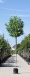 Bol acacia 220 cm stamhoogte | Robinia ps. 'Umbraculifera' 14-18 cm 220 cm| Bomenbezorgd.nl
