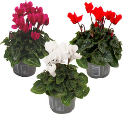 Plant in a Box - Cyclamen Persicum - Mix van 3 - Bloeiende kamerplanten - Pot 9cm - 10-20cm