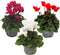 Plant in a Box - Cyclamen Persicum - Mix van 3 - Bloeiende kamerplanten - Pot 9cm - 10-20cm