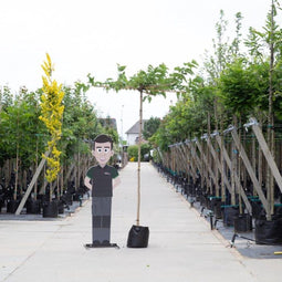 Moerbei kruisdak - Morus alba ‘ Macrophylla' 210 cm stamhoogte (6 - 10 cm stamomtrek)