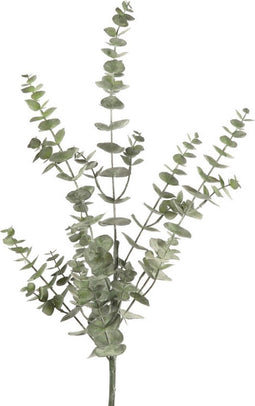 Eucalyptus L groen