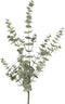 Eucalyptus L groen