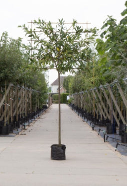 Leilaurier 220 cm | Prunus laurocerasus 'Caucasica' 14-18 cm 220 cm| Bomenbezorgd.nl