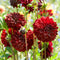 Plant in a Box - Dahlia 'Arabian Night' - Set van 6 - Zomerbloeiers - dahliaknollen - Tuinbloemen - Donkerrood