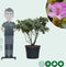 Rhododendron Catawbiense grandiflorum XXL | Rhododendron 'Catawbiense grandiflorum' XXL | Bomenbezorgd.nl