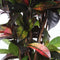 Croton 'Mrs Iceton' (Codiaeum variegatum)