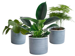 Trio ‘Klein Groen’ in Laos keramiek (blauw) ↨ 25cm - 3 stuks - hoge kwaliteit planten