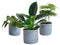 Trio ‘Klein Groen’ in Laos keramiek (blauw) ↨ 25cm - 3 stuks - hoge kwaliteit planten