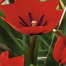 JUB - Tulipa Red Hunter