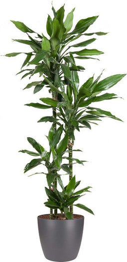 Goed & Groen - Dracaena Janet Lind (in ELHO Brussels Rond Antraciet) - Drakenbloedboom - XL -↨ 140cm - Potmaat 27 - Exclusieve Kwaliteit Planten - Kamer Plant - Kamerplanten - Sfeer - Interieur