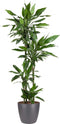 Goed & Groen - Dracaena Janet Lind (in ELHO Brussels Rond Antraciet) - Drakenbloedboom - XL -↨ 140cm - Potmaat 27 - Exclusieve Kwaliteit Planten - Kamer Plant - Kamerplanten - Sfeer - Interieur