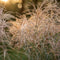 Plant in a Box - Miscanthus Gracilimus - Winterhard Siergras - Pot 23cm - Hoogte 40-60cm