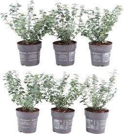 Plants by Frank | 1 strekkende meter bonte Kardinaalsmuts heg | 6x Euonymus fortunei 'Emerald Gaiety' Ø12 cm - 20 cm | winterharde haagplanten | Groenblijvende haag | Tuinplanten | Planten