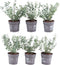 Plants by Frank | 1 strekkende meter bonte Kardinaalsmuts heg | 6x Euonymus fortunei 'Emerald Gaiety' Ø12 cm - 20 cm | winterharde haagplanten | Groenblijvende haag | Tuinplanten | Planten