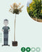 Gele bol esdoorn 180 cm stamhoogte | Acer ps. 'Brilliantissimum' 6-10 cm 180 cm| Bomenbezorgd.nl