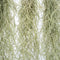 Plant in a Box - Set van 6 Tillandsia Usneoides 'Baard tillandsias' - Luchtplantjes - Kamerplanten - Decoratie - Hoogte 25-50cm