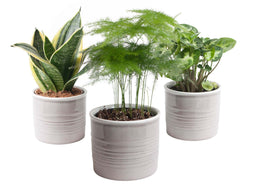 Trio miniplanten in Laos keramiek (grijs)