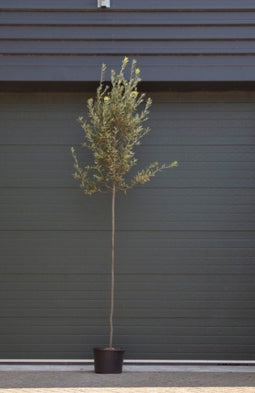 Steeneik Quercus ilex h 275 cm st. omtrek 7 cm st. h 170 cm