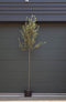 Steeneik Quercus ilex h 275 cm st. omtrek 7 cm st. h 170 cm