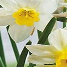 5 stuks - JUB - Narcissus Sailboat 4 bollen