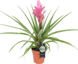 Tillandsia Antonio single ↨ 40cm - hoge kwaliteit planten