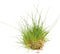 Eg eleocharis parvula nr41