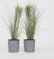 Plant in a Box - Miscanthus Gracilimus - Set van 2 - Siergrassen - Pot 23cm - Hoogte 40-60cm