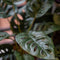 Emerald - Kunstplant in pot Monstera Monkey 43cm - Kunstplanten voor binnen