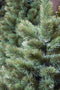 Triumph Tree Smalle Kunstkerstboom Camden - 120x69 cm - Groen