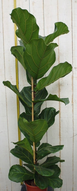 Tabaksplant - Ficus Lyrata hoogte 100cm potmaat 27cm