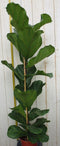 Tabaksplant - Ficus Lyrata hoogte 100cm potmaat 27cm