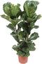 Tabaksplant - Ficus Lyrata hoogte 100cm potmaat 27cm