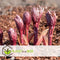 Plant in a Box - Paeonia officinalis 'Rubra Plena' - Set van 3 - Roze Pioenrozen - Pot 9cm - Hoogte 0-40cm