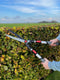 Talen Tools - Heggenschaar – Telescopisch – Premium – 69-89 cm