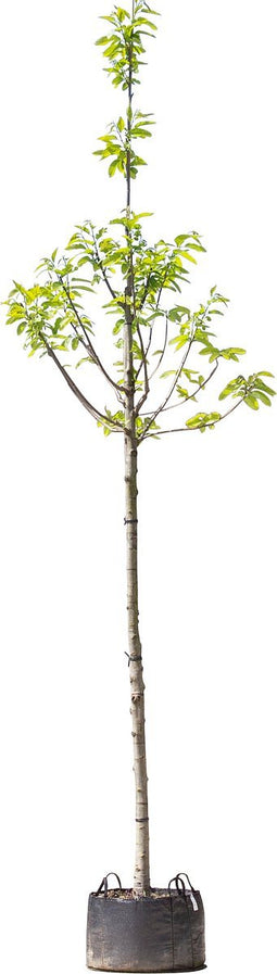 Tamme kastanje boom - Castanea sativa 400 - 500 cm totaalhoogte (14 - 18 cm stamomtrek)