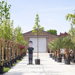 Tamme kastanje boom Castanea sativa h 350 cm st. omtrek 12 cm