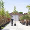 Tamme kastanje boom Castanea sativa h 350 cm st. omtrek 12 cm