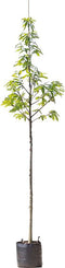 Tamme kastanje boom Castanea sativa h 350 cm st. omtrek 12 cm