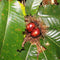 Tamme kastanje boom Castanea sativa h 350 cm st. omtrek 12 cm