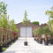 Tamme kastanje boom Castanea sativa h 350 cm st. omtrek 12 cm
