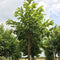 Tamme kastanje boom Castanea sativa h 350 cm st. omtrek 12 cm