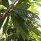 Tamme kastanje boom Castanea sativa h 350 cm st. omtrek 12 cm