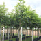 Tamme kastanje boom Castanea sativa h 350 cm st. omtrek 12 cm
